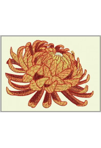 Plf044 - Chrysanthemum